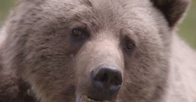 Grizzly (Brown Bear)  grazing on grass and dandelions hill side, Looks in to camera, Zoom, Slow Motion, Extreme Close Up - SLOG2