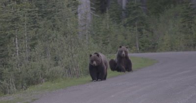 4K Grizzly Bear female charges towards camera on FSR, Male sits behind, Zoom, Slow Motion - NOT Colour Corrected