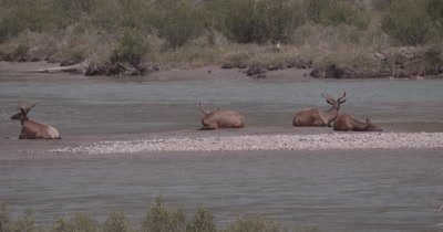 4K Elk three males, one female on sand barge in river, Slow Motion, flock of Canadian Geese cross enter water and exit frame - NOT Colour Corrected