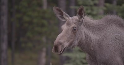 4K Moose female walking in meadow early morning, close up sniffing - NOT Colour Corrected