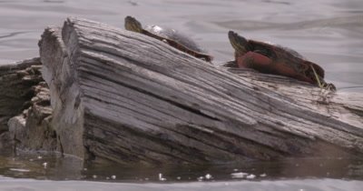 4K two Painted Turtles on log in lake one climbs up - NO Colour Correction 