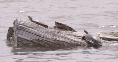 4K three Painted Turtles on log in lake - NO Colour Correction 
