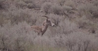 4K Big Horn Sheep standing in sage bush - NOT Colour Corrected