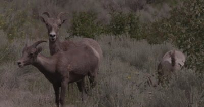 4K Big Horn Sheep three eating sage brush, one stares in to camera, heat waves, Slow Motion - NOT Colour Corrected