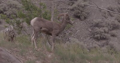 4K Big Horn Sheep Ram in front female behind, Slow Motion - SLOG2 NOT Colour Corrected