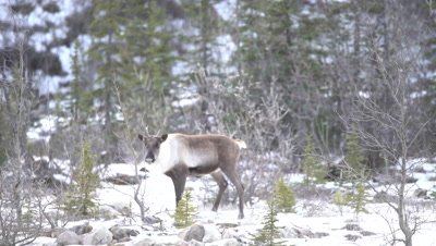 4K Caribou over snow covered rock in northern Canada, Focus Pull - NOT Colour Corrected