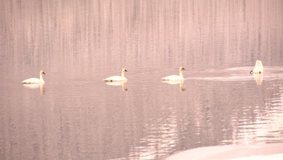 4K trumpeter swan four swim across lake. One dives - NOT Colour Corrected