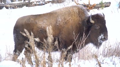4K Wood Bison herd grazing grass thru snow, pan - NOT Colour Corrected