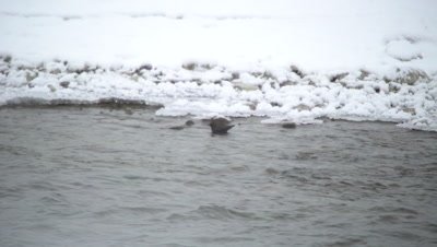 4K Rusty Black Bird in icy creek under water - SLOG2 NOT Colour Corrected