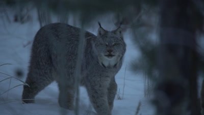 4K Lynx two walking through forest in snow, rack focus, close up - NOT Colour Corrected