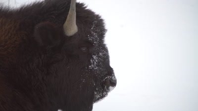 4K wood bison resting in snow, wind blowing, Close Uo - NO Colour Correction