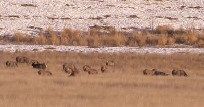 4K Elk herd pan across them grazing in winter, Tighter Shot,  Northern Canada - NOT Colour Corrected