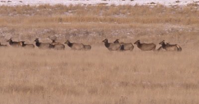 4K Elk herd pan as they walk in dry grassy field, tighter Shot - NOT Colour Corrected