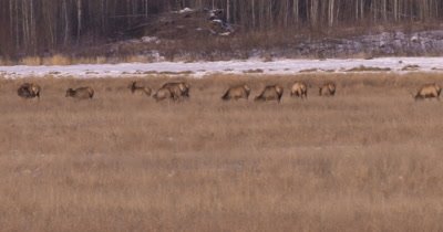 4K Elk herd in dry grassy field, pan, tighter Shot - NOT Colour Corrected