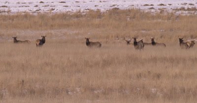 4K Elk herd in dry grassy field, tighter Shot - NOT Colour Corrected