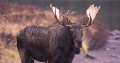 4K Moose 2 male/bucks eating grass tilt tup 2 females behind, tilt down to single male/buck, Autumn colours - NOT Colour Corrected