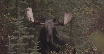 4K Moose Male/Buck staring into camera, tight shot, Autumn Colours - NOT Colour Corrected