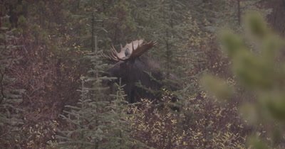 4K Moose Male/Buck shaking off rain then walks up hill in to forest, Slow Motion, Autumn Colours - NOT Colour Corrected