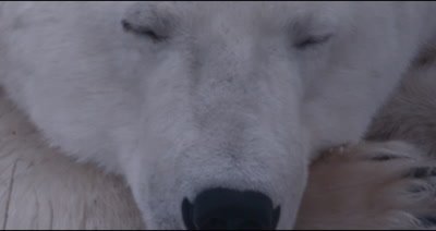 Polar Bear male/boar sleeping, opens eyes and zoom out, Close Up - Stabilized Source