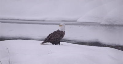 4K Bald Eagle stands in the snow at edge of stream rotating head, short zoom in 