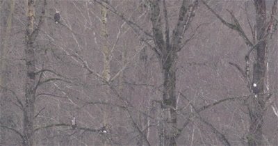 4K Bald Eagle Four perched on leafless tree looking around