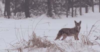 4K Coyote in snow stalks his prey, pounces and eats the rat - Stabilized Source