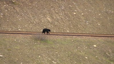 HD Black Bear walking along train tracks - NOT Colour Corrected