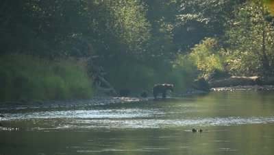 Grizzly bear, mother and 2 cubs walking away down river bank near sunset