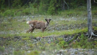 Caribou runs over small hill then stops to look at camera
