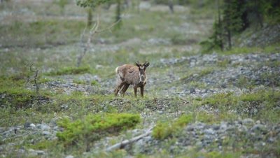 Caribou watches camera, turns, runs short distance, shakes off and eats grass