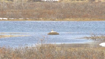 4K Trumpeter Swan nesting in Tundra pond