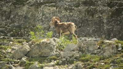HD Thin Horn Sheep walks up rocky alpine mountain and exits frame