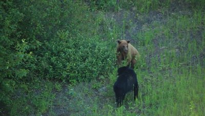 HD Cinnamon bear flirts with black bear then smells wild flowers