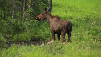 HD Moose eating from mineral lick, raises head 