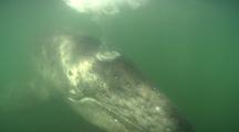 Gray Whale Underwater Blows Bubbles