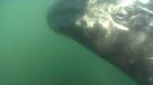 Baby Grey Whales