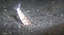 Bobbit Worms Grabs Fish By The Head And Quickly Drags It Into The Sand.