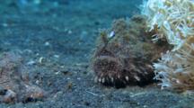 Pair Of Striated Frogfish, One Frogfish Tries To Catch Goby But It Escapes