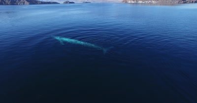 Aerial of Blue whale spraying water from blowhole from left