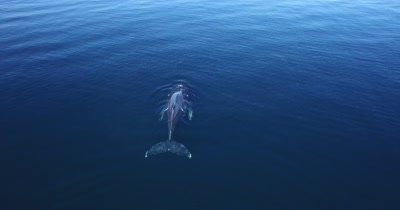Aerial of Grey whale submerging