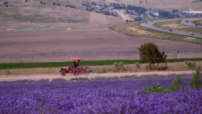 Panning shot of field of violet flowers and tractor.