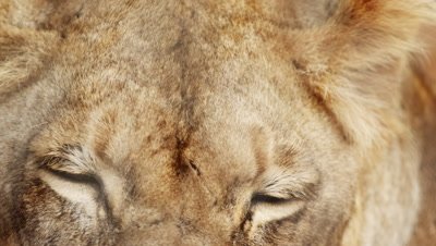 Extreme close up of female lion head and eyes