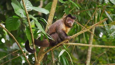 Slow motion footage of a capuchin monkey sitting on a tree branch.