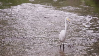 Shot of white egret-looking bird wading in water in Brazil.