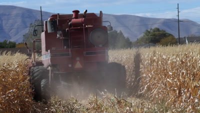 A combine cutting corn in a field going away from the camera.
