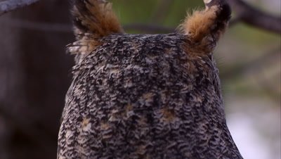 Shot of great horned owl's head swiveling and hooting.