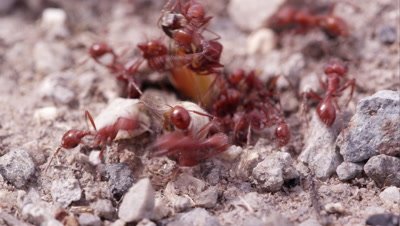 Swarm of fire ants attacking a grasshopper.