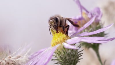 Honey bee on clover flower.