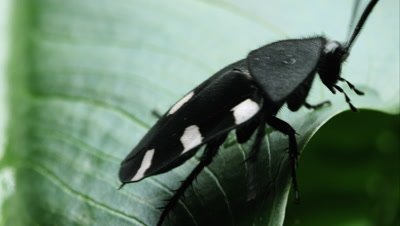 Tight shot of a Domino Cockroach crawling at the edge of a leaf.