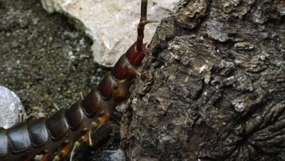 Peruvian Giant Centipede crawling on some tree bark.